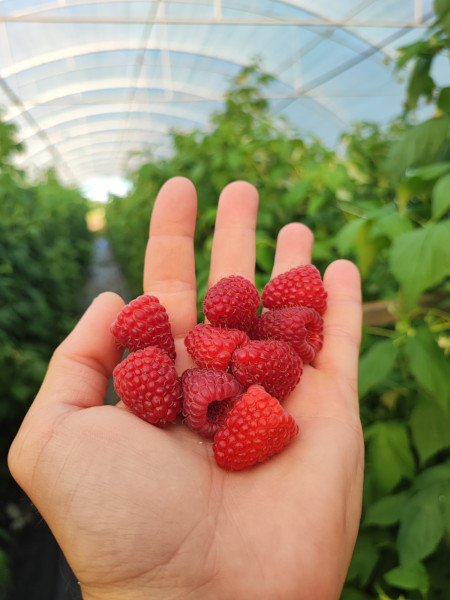 krupne maline na dlanu