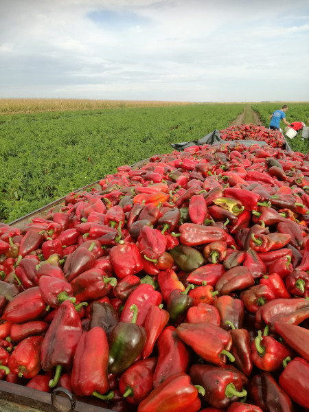 paprika na prikolici u njivi
