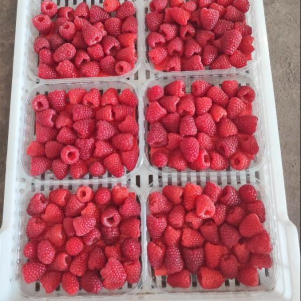 maline u plastičnim kutijicama