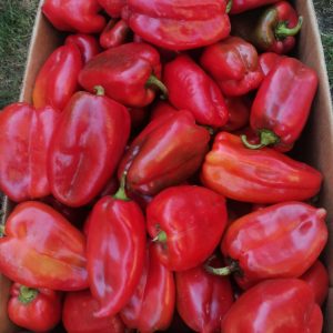 crvena paprika