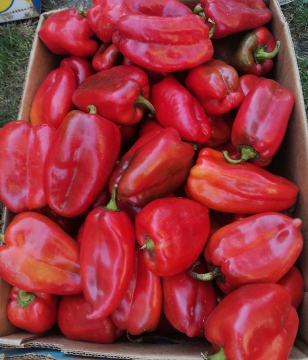 crvena paprika