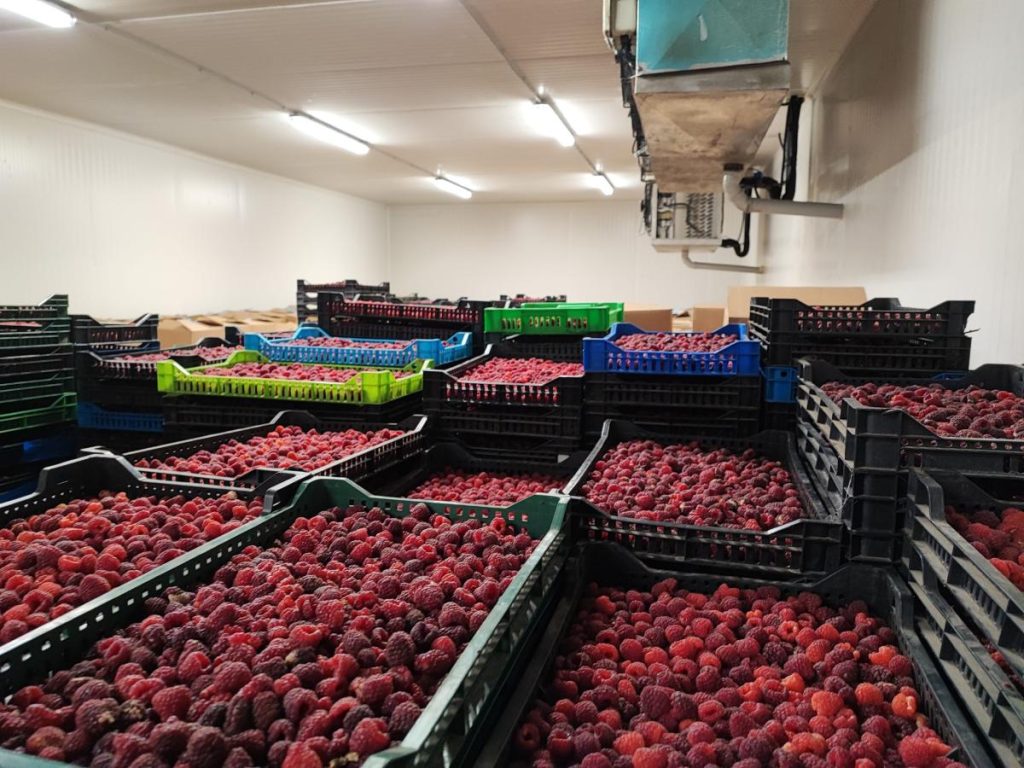 maline skladištene u hladnjači