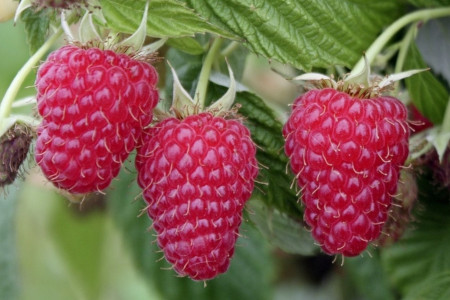 tri maline