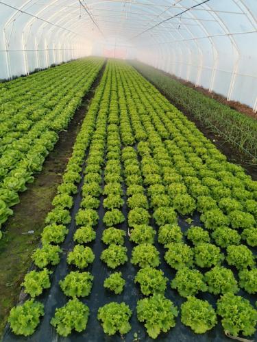 plastenik zelena salata i mladi luk