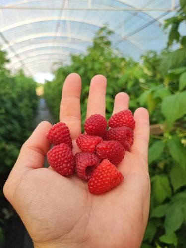 odabrani plodovi maline