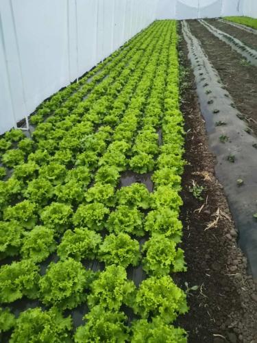 plastenik zelena salata