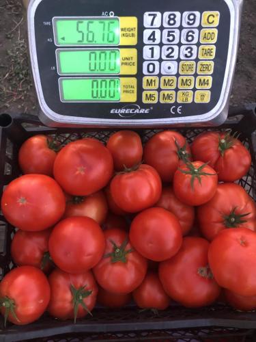 paradajz tačna mera