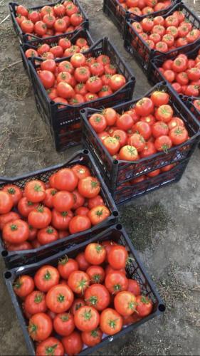 paradajz plastične gajbice