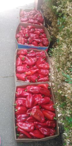 paprika slonovo uvo spremna za transport
